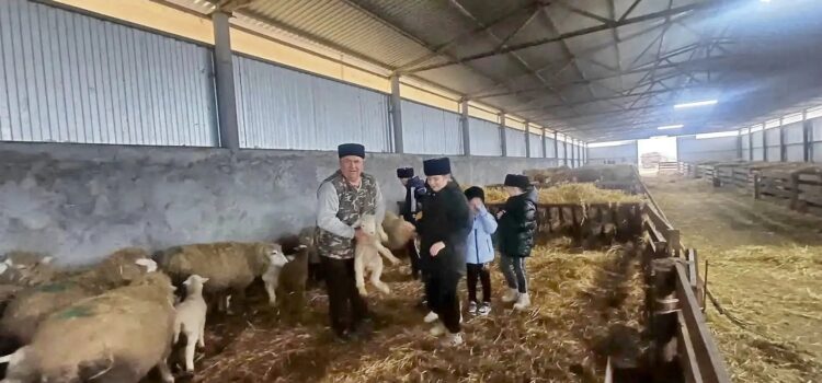 ЮНЫЕ КАЗАЧАТА НОВОСЕЛИЦКОГО ИЗУЧАЮТ ЖИВОТНОВОДСТВО НА ПРАКТИКЕ